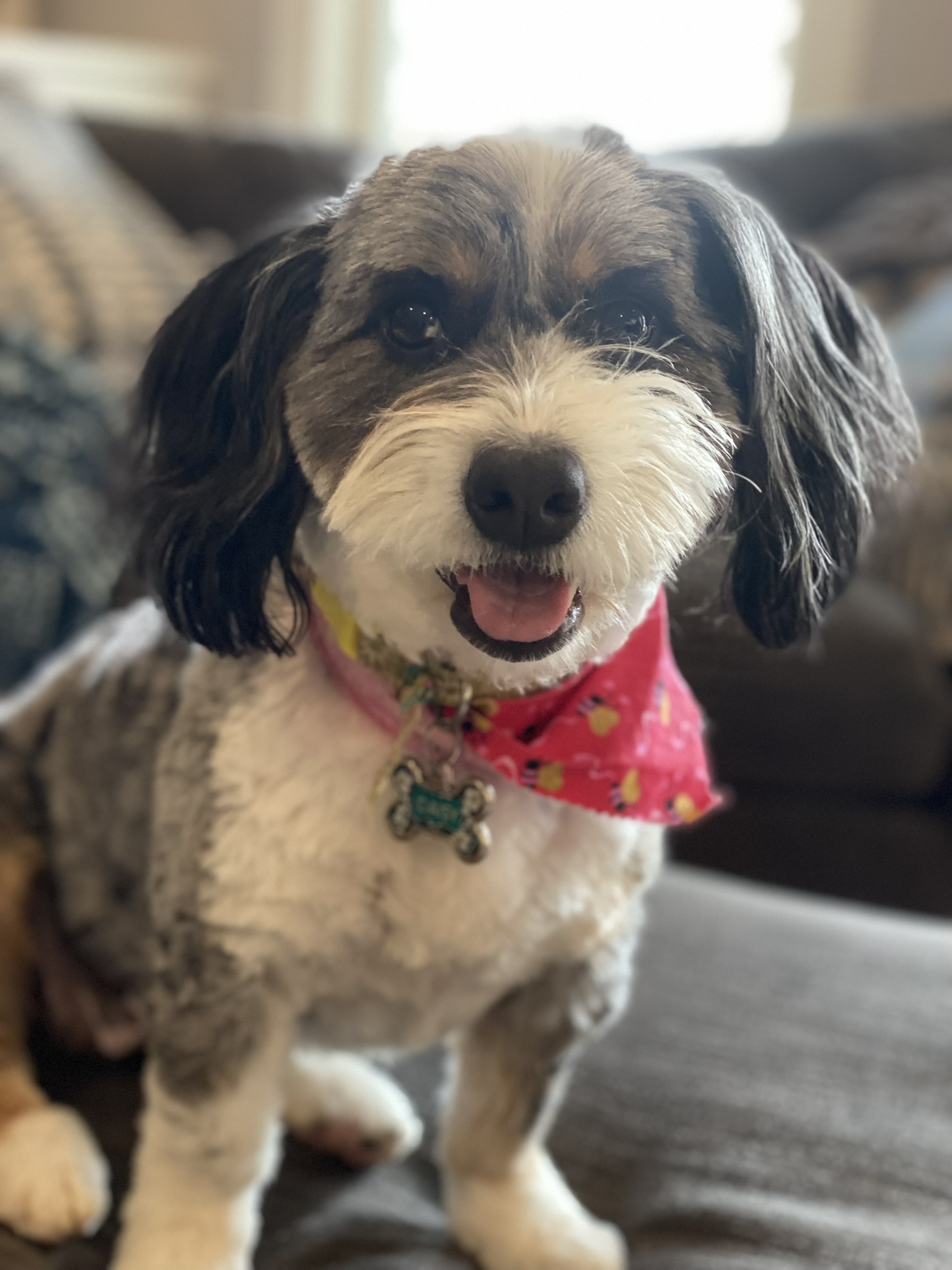 Daisy the Bernedoodle